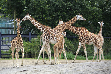 Herd of giraffes with cub.