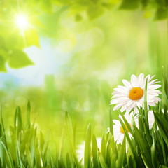 Fototapeta na wymiar Summer seasonal backgrounds with daisy flowers for your design