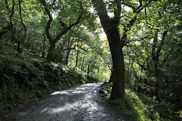 Sun breaking through the wet forest.