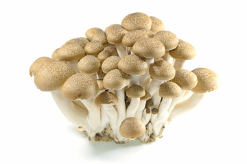 brown beech mushrooms or shimeji mushrooms on white background