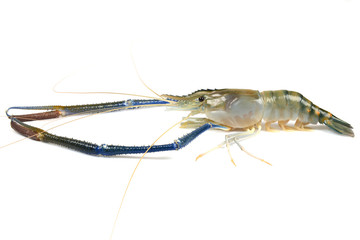 prawn or raw shrimp isolated on white background
