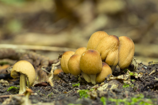 Glistering inky cap mushroom, Coprinellus micaceus