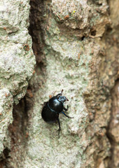 Dor-Beetle climbing oak wood