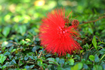 Red flowers in the nature