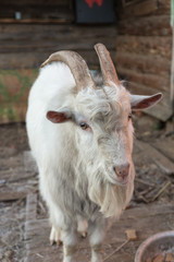 white goat