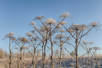 cow parsnip in hoarfrost