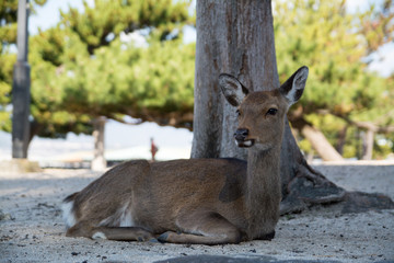 木陰でのんびり （安芸の宮島）