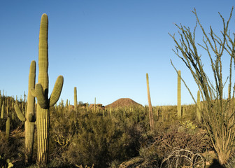 Arizona Landscape