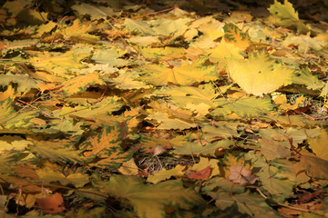 Autumn background - fallen yellow maple leaves