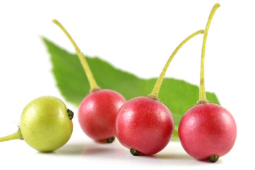 Jamaican cherry Muntingia calabura Central of Thailand