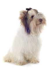 biewer yorkshire terrier