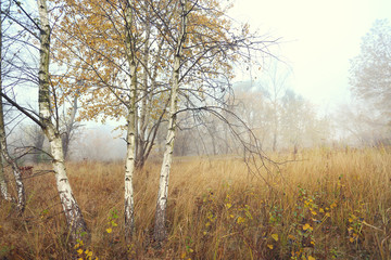 Fototapeta na wymiar Young birch trees in the picturesque wild landscape