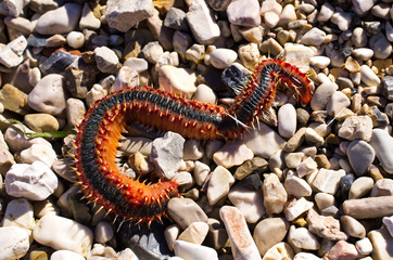 Strange marine worm on the beach