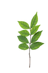 Young plant isolated against white background