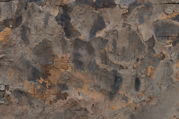 decay wood