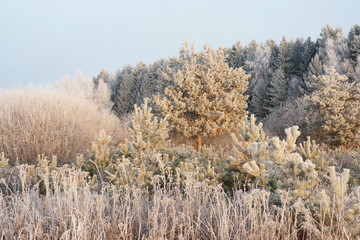 Зимний лес