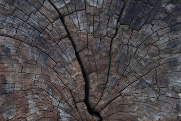 decay wood