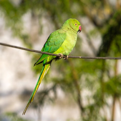 Green Indian Ringnecked Parakeet parrot on the wire