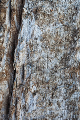 decay wood