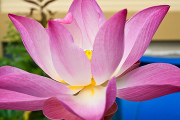 Colorful Lotus Flower