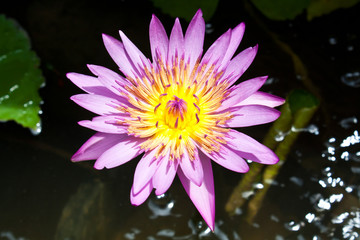 Colorful Lotus Flower