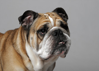 Obraz premium very beautiful, smart and funny dog in studio