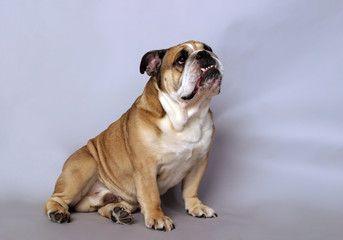 very beautiful, smart and funny dog in studio