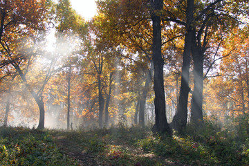 Fototapeta premium fog