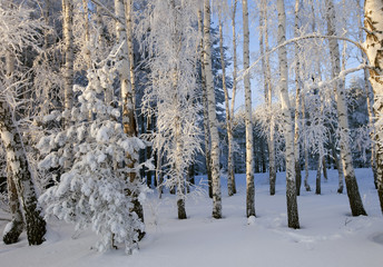 Fototapeta premium winter landscape