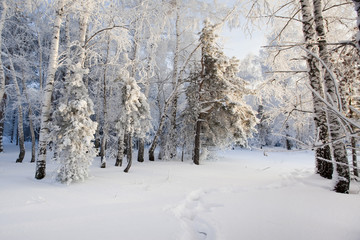 winter landscape