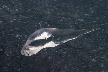 small icebergs © salman2