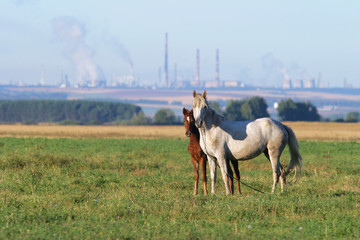 horse with a foal