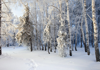 winter landscape