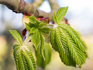 Frühling - jahreszeit - Frühlingsanfang -  Frühlingsbeginn -