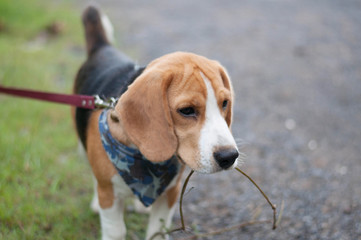 Beagle dog in the garden