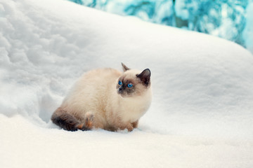 Cute siamese cat walking in the snowy forest