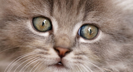 Fototapeta premium Beautiful grey kitten