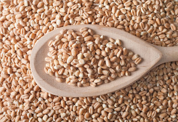 Wheat grain