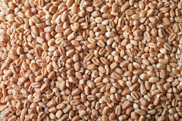 Wheat grain
