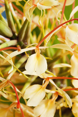 Ingwerlilie (Hedychium spicatum), Ingwergewächs, duftende Blüten