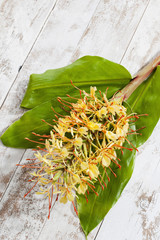 Ingwerlilie (Hedychium spicatum), Ingwergewächs, duftende Blüten © tunedin