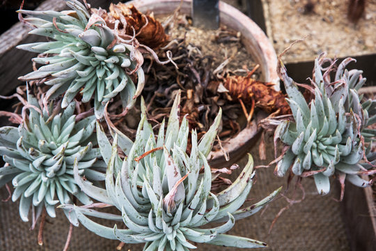 Dudleya plant
