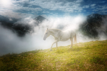 Obraz na płótnie Canvas weisses Pferd auf einer Bergalm...