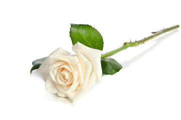 white Rose isolated on white background