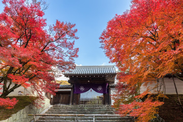 秋の曼殊院門跡