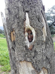 woman guest on the tree