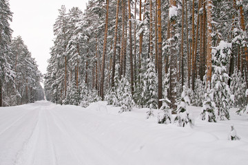 Fototapeta premium Pine forest in snow