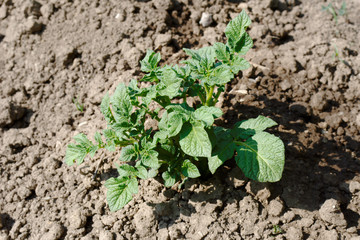 Green potato tops on the loose soil