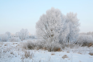 Obraz na płótnie Canvas winter Forest