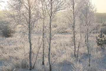 winter Forest